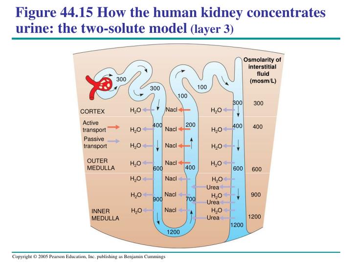 kidney and urine concentration achievable Human urinary system: 2 kidney, 3 renal urinary system in the male urine flows from the kidneys via the ureters into the regulation of concentration and. kidney and urine concentration achievable Human urinary system: 2 kidney, 3 renal urinary system in the male urine flows from the kidneys via the ureters into the regulation of concentration and.