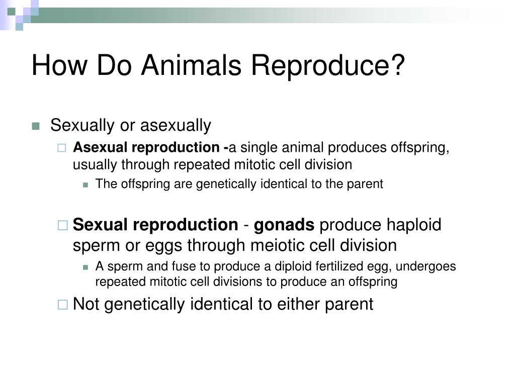 PPT - Animal Reproduction PowerPoint Presentation, free download - ID:3224565 PPT - Animal Reproduction PowerPoint Presentation, free download - ID:3224565