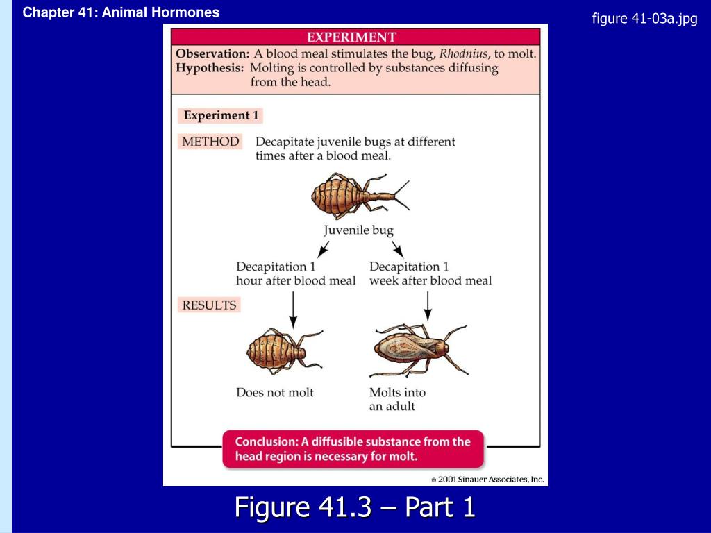 PPT - CHAPTER 41 Animal Hormones PowerPoint Presentation, free download