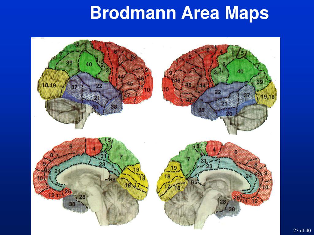Бродман. Карта мозга Бродман. Группы полей головного мозга по Бродману. Поля Бродмана и их функции. Brain карта