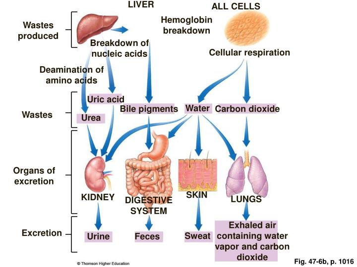 Ppt - Osmoregulation And Disposal Of Metabolic Wastes Powerpoint 