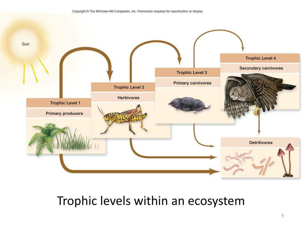 Дафния цепь питания. The food Chain 7 класс. Пищевая цепь Австралии. Trophic structure of Water. Self-reproduction of the ecosystem.