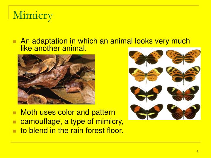 ppt-animal-adaptations-a48-53-powerpoint-presentation-id-3224976