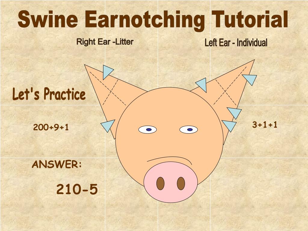 ear notching practice assignment answer key