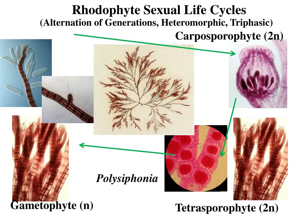 Красные водоросли клетки. Цистокарпий Polysiphonia. Красные водоросли полисифония. Споры красных водорослей. Таллом полисифонии.