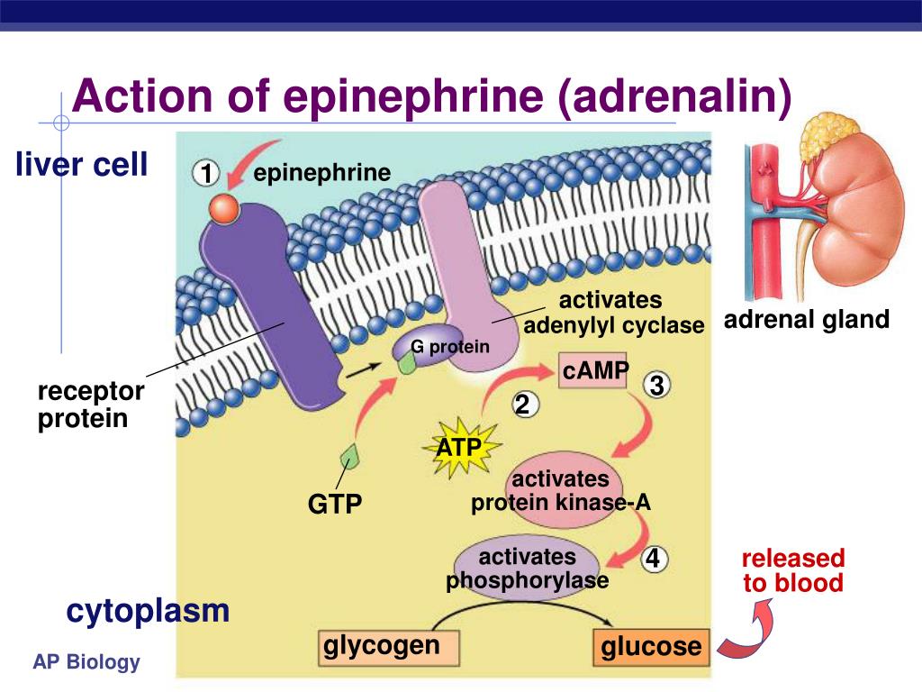 PPT Endocrine System Hormones PowerPoint Presentation Free Download 