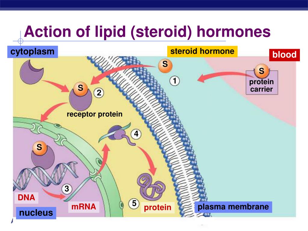 PPT - Endocrine System Hormones PowerPoint Presentation, free download