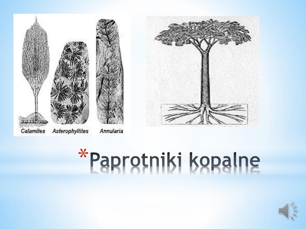 Jak Wyglądał Jacek Soplica W Młodości PPT - JAK POWSTAŁ WĘGIEL KAMIENNY? PowerPoint Presentation, free