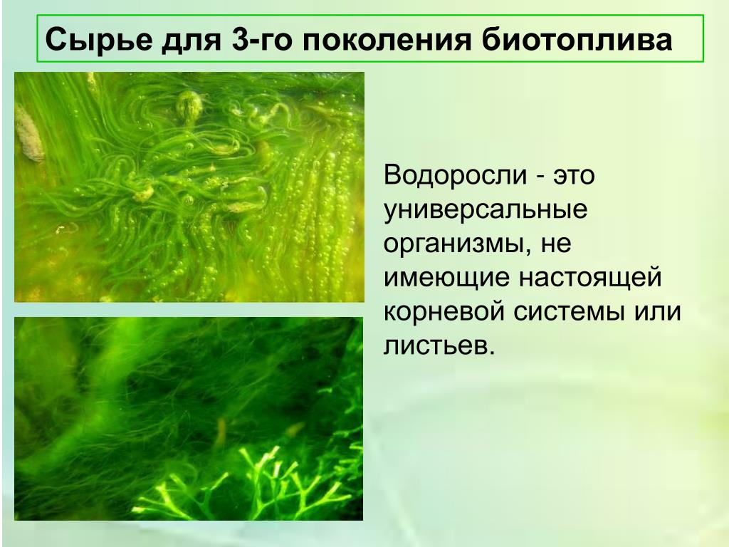 Химические водоросли