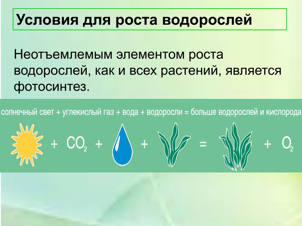 Зеленые растения днем поглощают кислород. Фотосинтез водорослей. Фотосинтез у водорослей осуществляется. Условия процесса фотосинтеза. Фотосинтез одноклеточных водорослей.