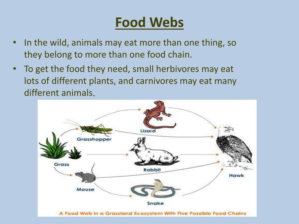 PPT - Food Webs PowerPoint Presentation, free download - ID:3228912 PPT - Food Webs PowerPoint Presentation, free download - ID:3228912