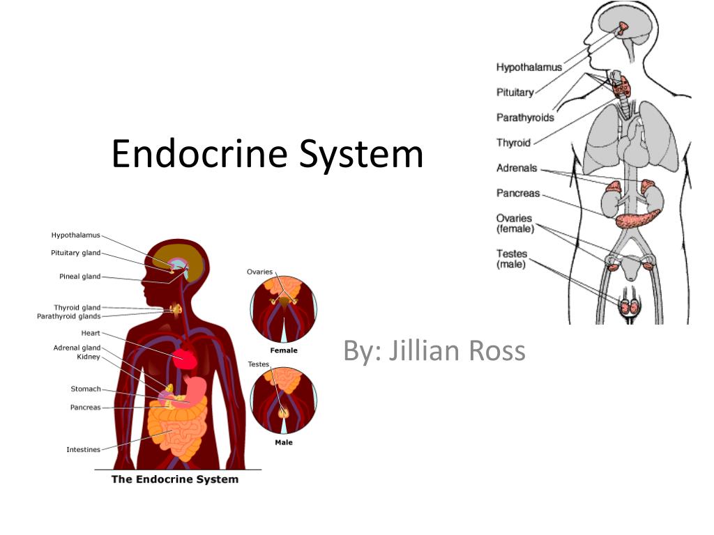 PPT Endocrine System PowerPoint Presentation Free Download ID 3231071