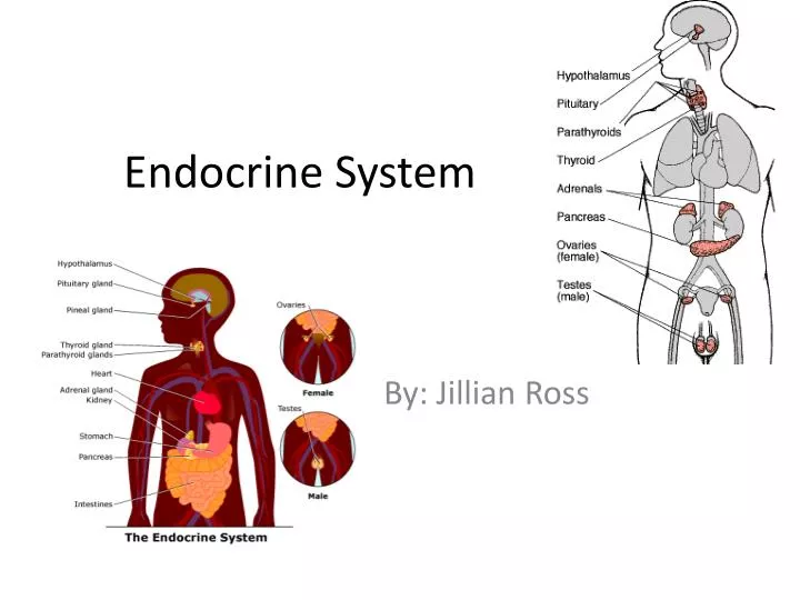free-powerpoint-templates-endocrine-system-printable-templates