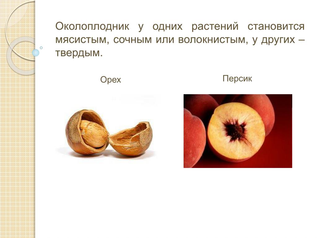 Строение плода околоплодник. Околоплодник это 6 класс. Околоплодник состоит из. Околоплодник и семя. Околоплодник у растений.