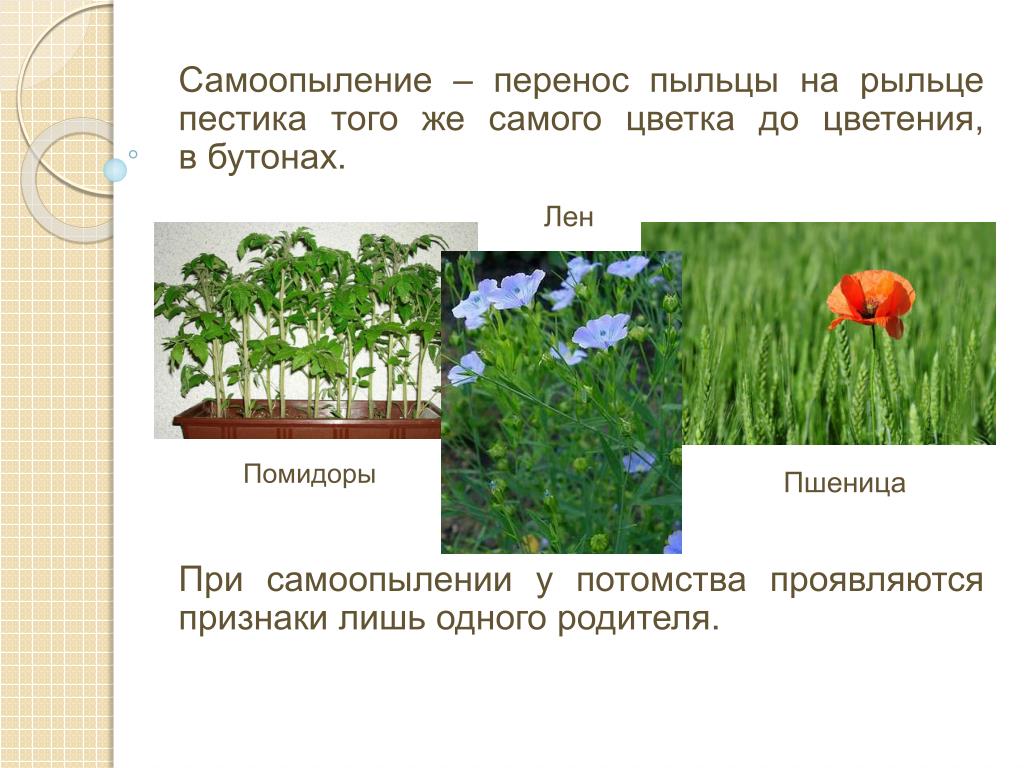 При самоопылении пыльца. Растения сама опыляемые примеры. Самоопыляемые растения. Примеры самоопыляемых растений. Самоопыление растений.