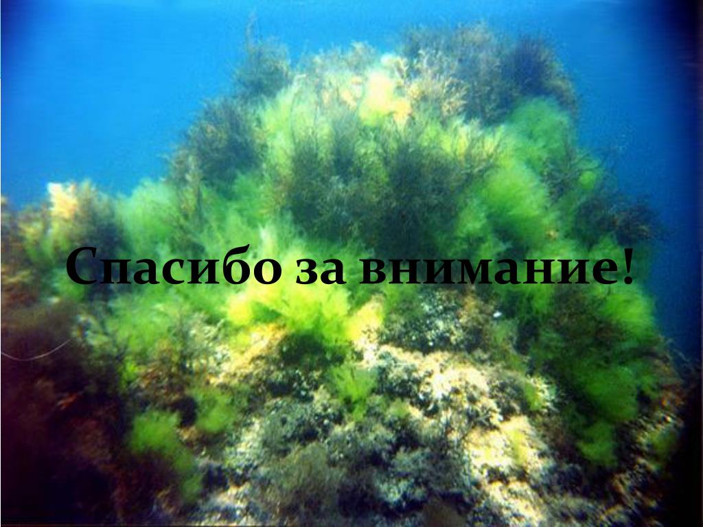 Водоросли россии. Водоросли черного моря. Подводные растения. Растительный мир черного моря. Волоросли чёрного моря.
