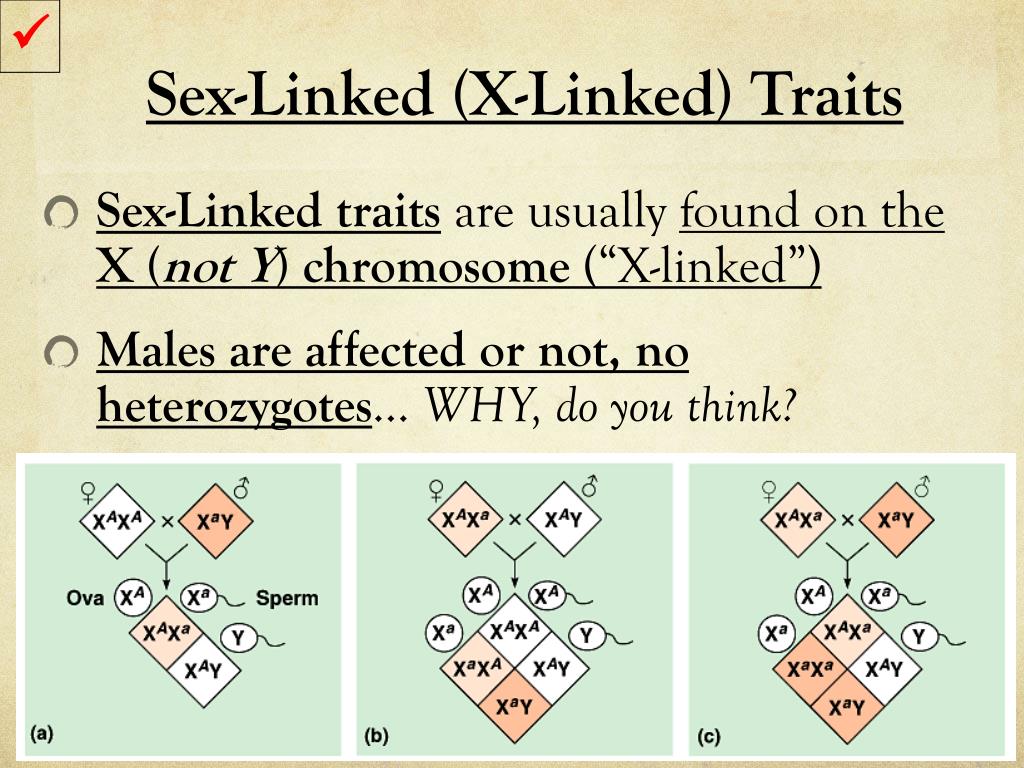 sex linked x linked traits.