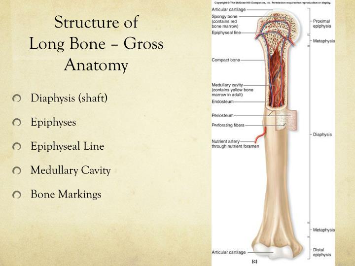 PPT - Skeletal System: Day Two PowerPoint Presentation - ID:3233764
