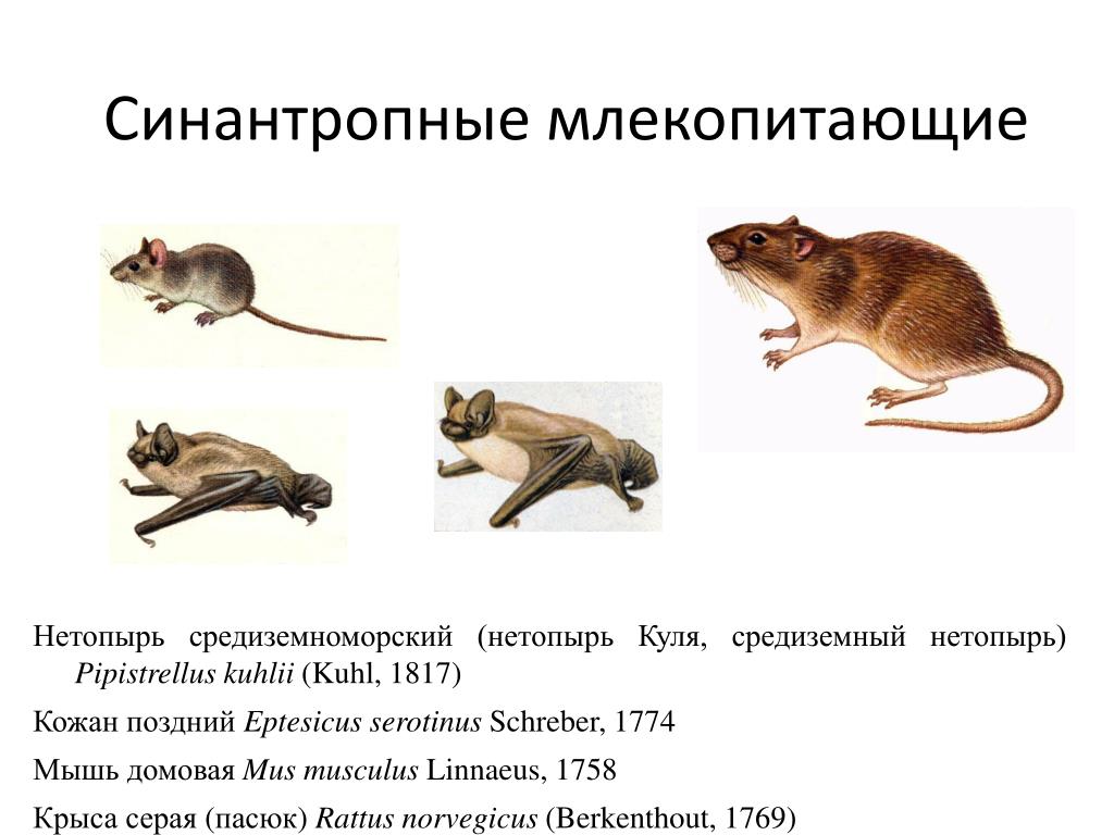 Синантропные животные это. Синантропные млекопитающие. Синантропные виды. Синантропные виды животных. Мышь млекопитающее.