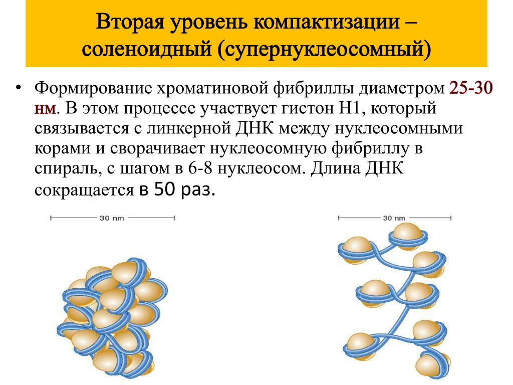 Сколько молекул днк в данной хромосоме