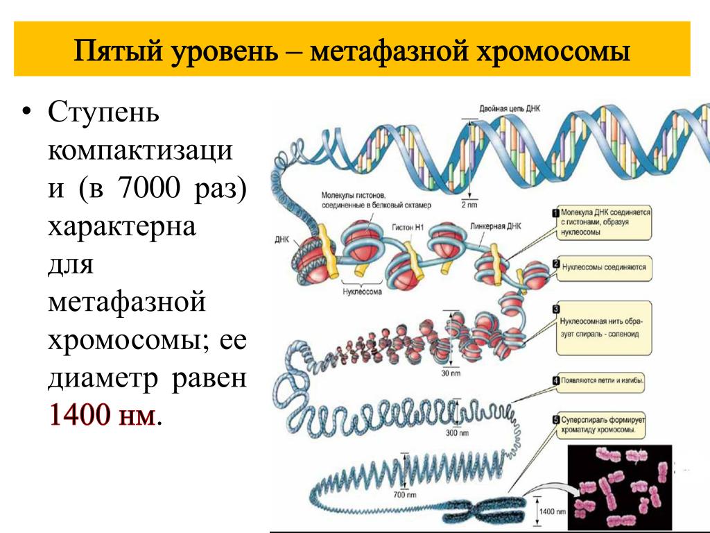 Наследственный материал хромосомы. Уровни организации хромосом таблица. Уровни компактизации ДНК эукариот. Уровни компактизации ДНК В хромосоме. Уровни укладки ДНК В хроматине.