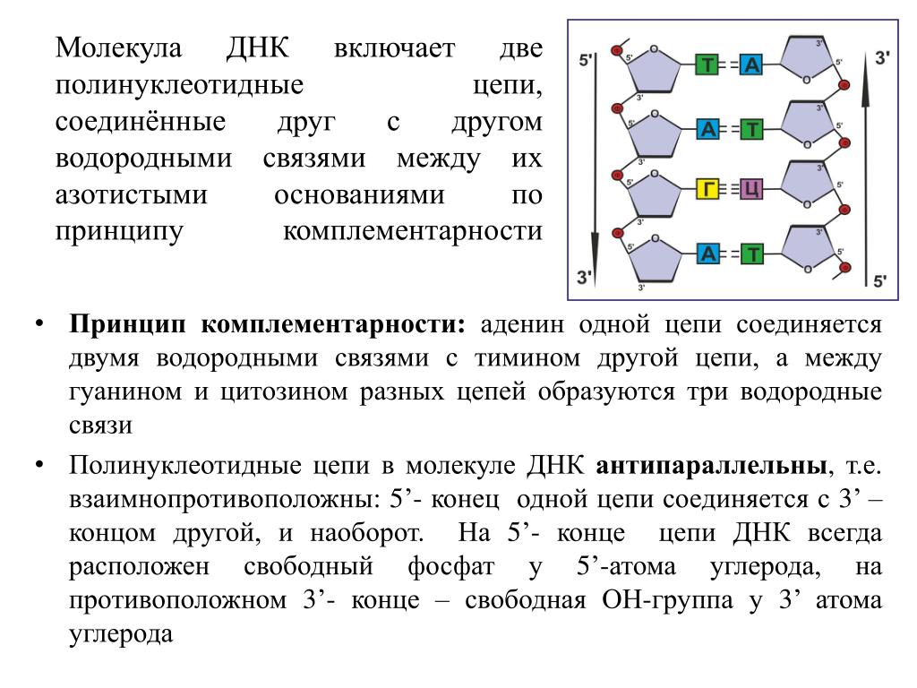 Участок молекулы днк имеет следующую последовательность нуклеотидов. Комплементарное соединение полинуклеотидных цепей ДНК. Строение Цепочки ДНК. Тип связи между двумя нуклеотидами ДНК. Какими связями соединяются нуклеотиды.