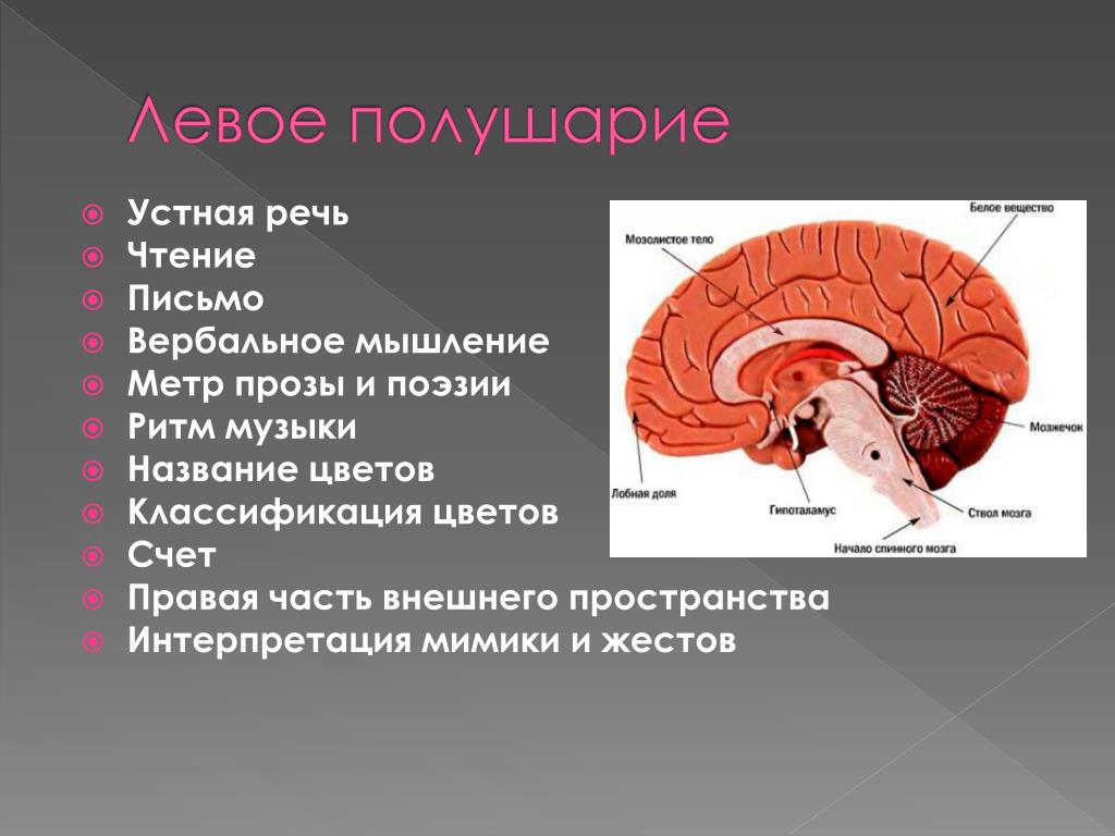 Закономерности работы головного мозга 8 класс биология. Закономерности работы мозга. Закономерности работы головного мозга. Речь и полушария. Левое , речевое полушарие.