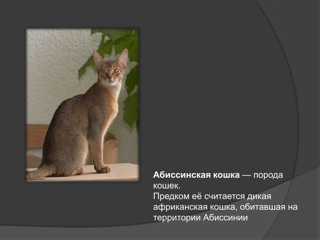 Рассмотрите фотографию кошки породы абиссинская и выполните