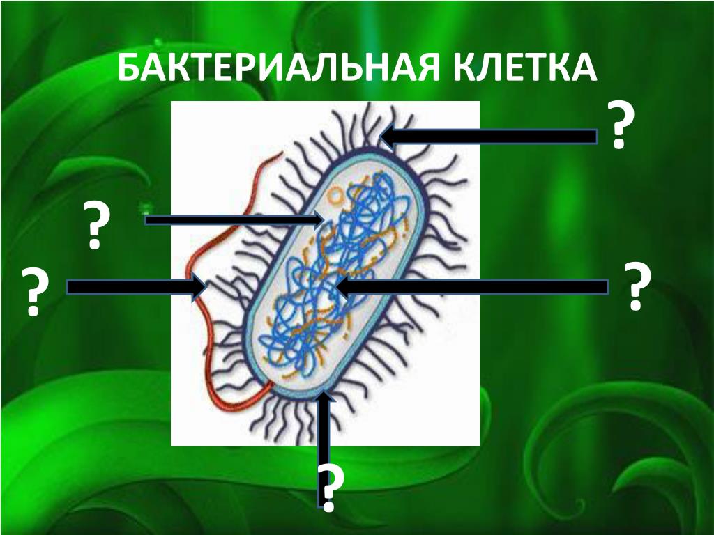 Жизнедеятельность бактерий 5