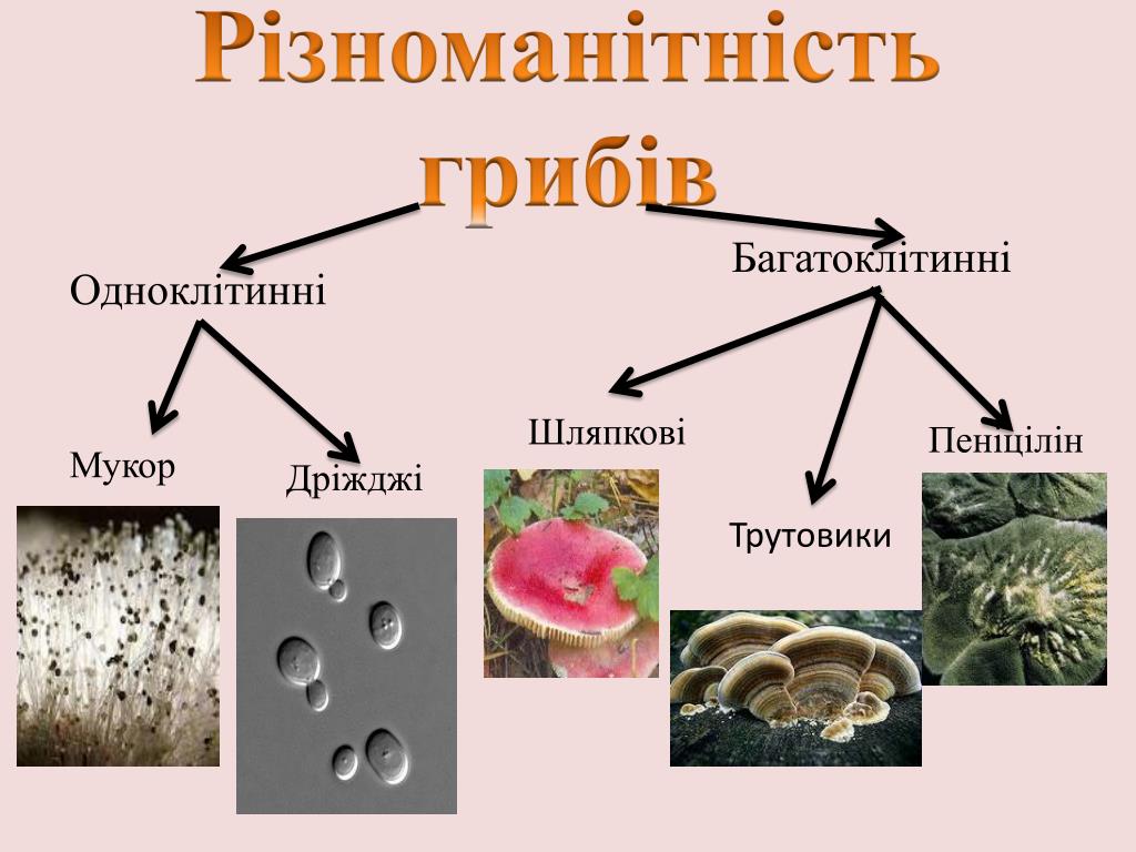 Признаки одноклеточных грибов