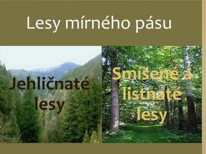PPT - Smíšené a listnaté lesy PowerPoint Presentation, free download -  ID:3244258