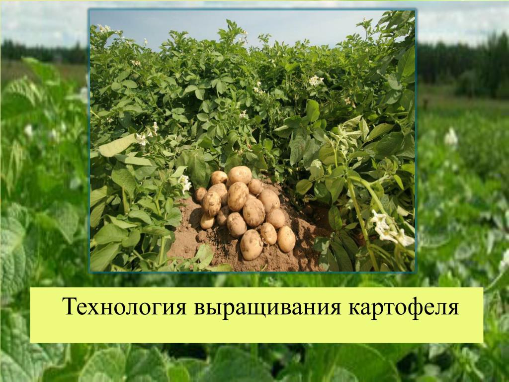 Сколько растет картофель. Технология возделывания картофеля. Голландская технология возделывания картофеля. Гребневая технология возделывания картофеля. Процесс выращивания картофеля.