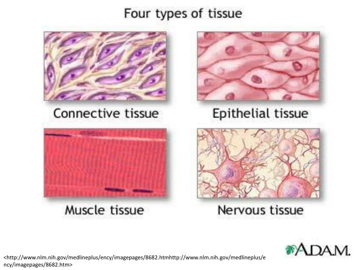 4 types of tissue in the human body worksheet