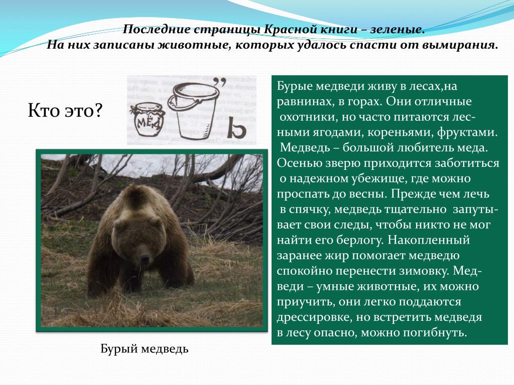 Экологическая ниша белого медведя