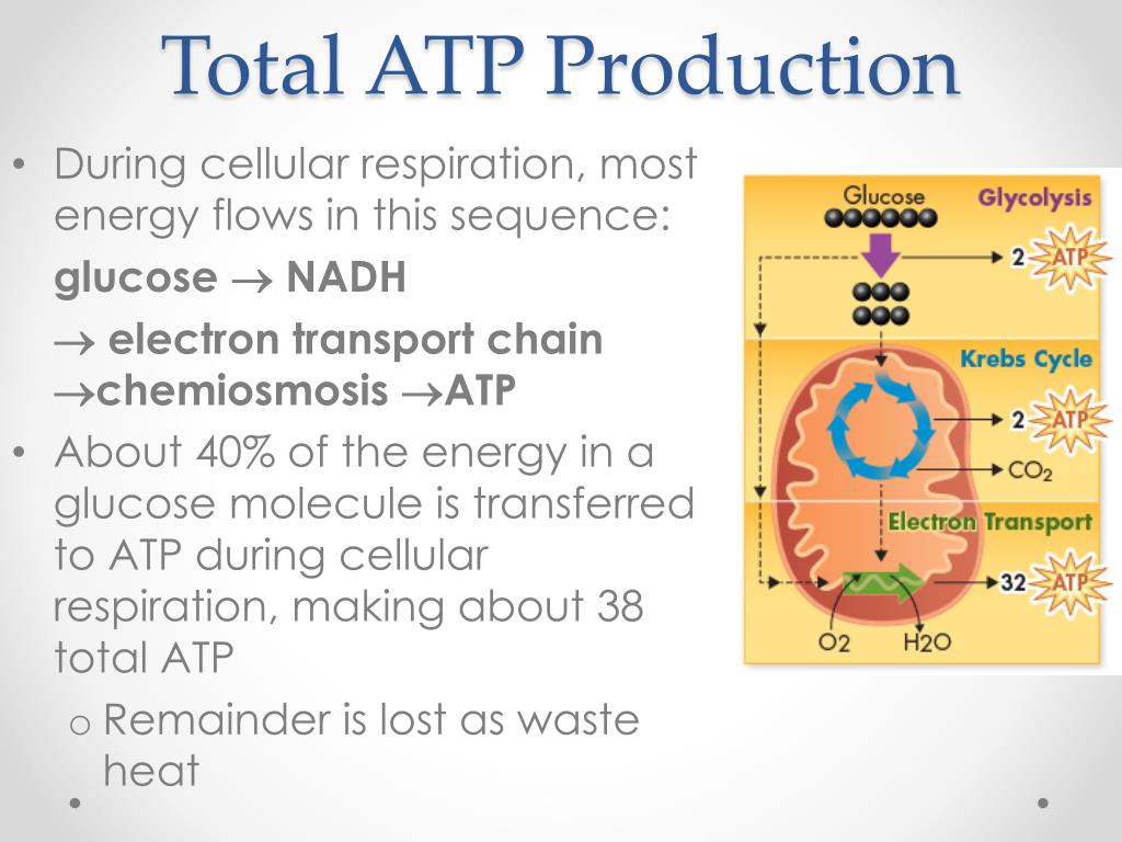 atp production atp production