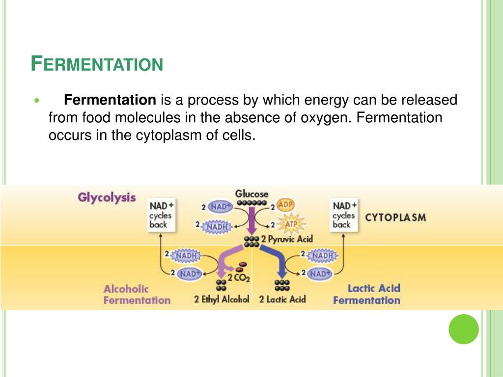 PPT - Fermentation2 L