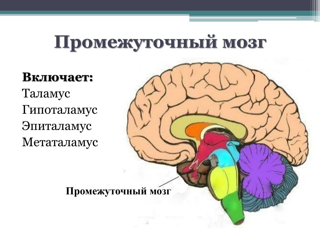 Таламус и гипоталамус какой отдел мозга. Епитламус метаталасмус таламус. Промежуточный мозг таламус гипоталамус эпиталамус метаталамус. Отделы головного мозга таламус. Строение головного мозга эпиталамус.
