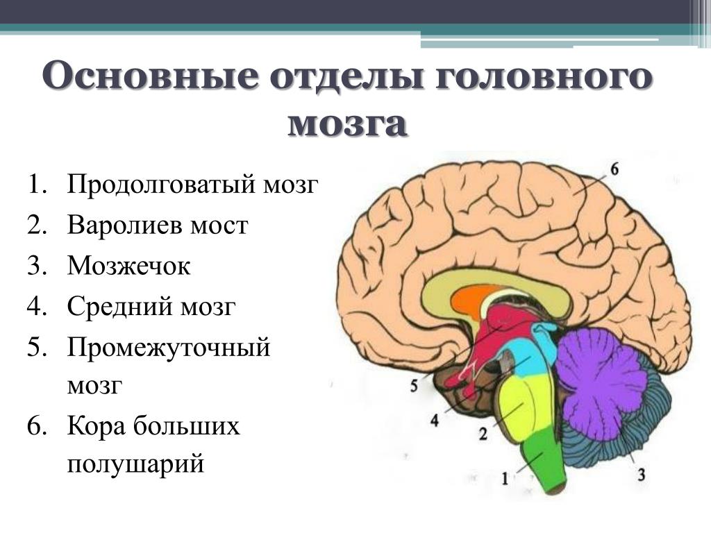 Каким номером на рисунке обозначен продолговатый мозг. Промежуточный продолговатый мозг и мозжечок. Промежуточный мозг 2)  продолговатый мозг 3)  мозжечок. Мозжечок — ￼; мост — ￼; продолговатый мозг — ￼; промежуточный мозг —. Отделы мозга варолиев мост.