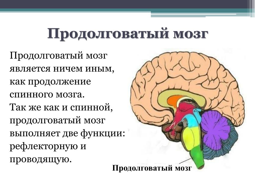 Строение продолговатого головного мозга человека. Слюноотделение функции продолговатого мозга. Продолговатый мозг анатомия функции. 2 Функции продолговатого мозга. Продолговатый мозг строение и функции.