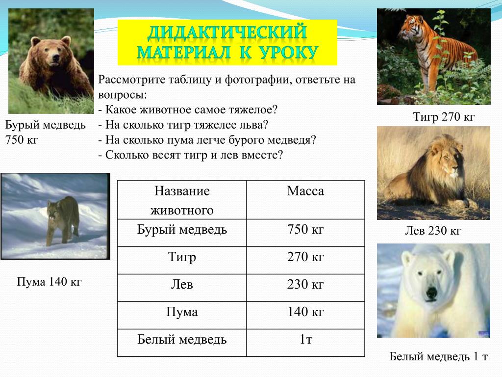 На какой вопрос отвечает медведь. Таблица медведей. Сколько весят животные. Сколько веситьмедведь. Масса животных таблица.