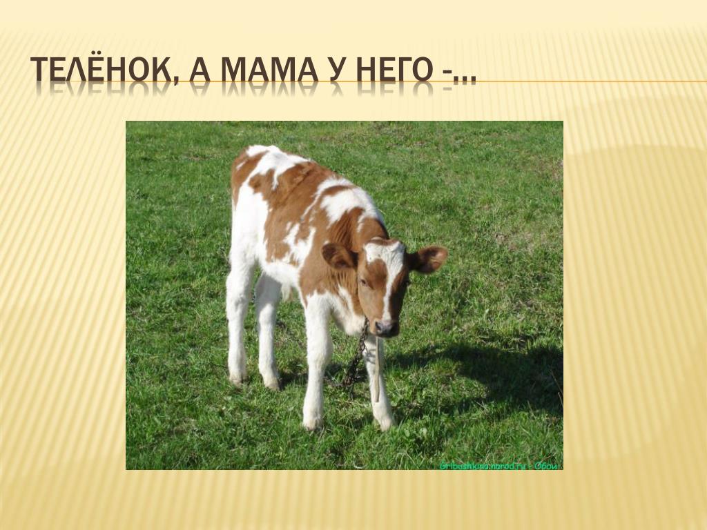 Кличка для теленка мальчика. Теленок для детей. Кличка теленка. Теленок с мамой. Мама корова и теленок.