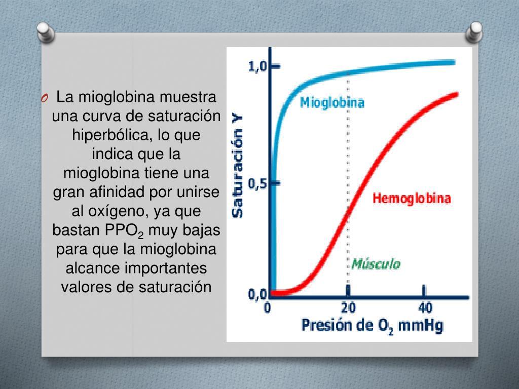 PPT CURVAS DE SATURACI N DE LA HEMOGLOBINA PowerPoint Presentation ppt-curvas-de-saturaci-n-de-la-hemoglobina-powerpoint-presentation