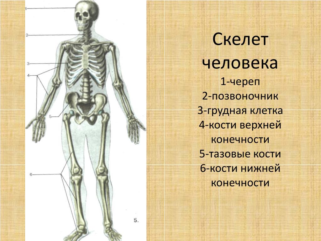 Кости человека 4 класс окружающий мир. Строение человека кости 3 класс. Строение скелета человека 3 класс окружающий мир. Кости скелета биология. Тема урока скелет человека.