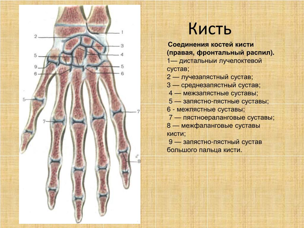 Кости Руки Названия Фото