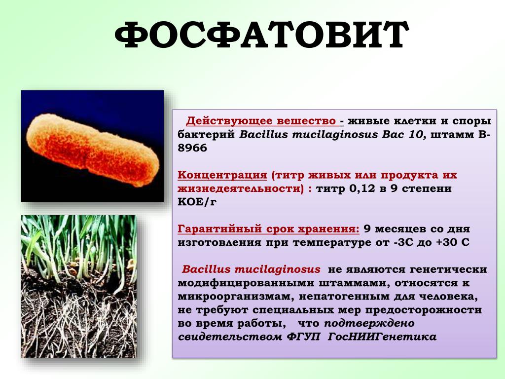 Азотовит фосфатовит калийвит схема применения