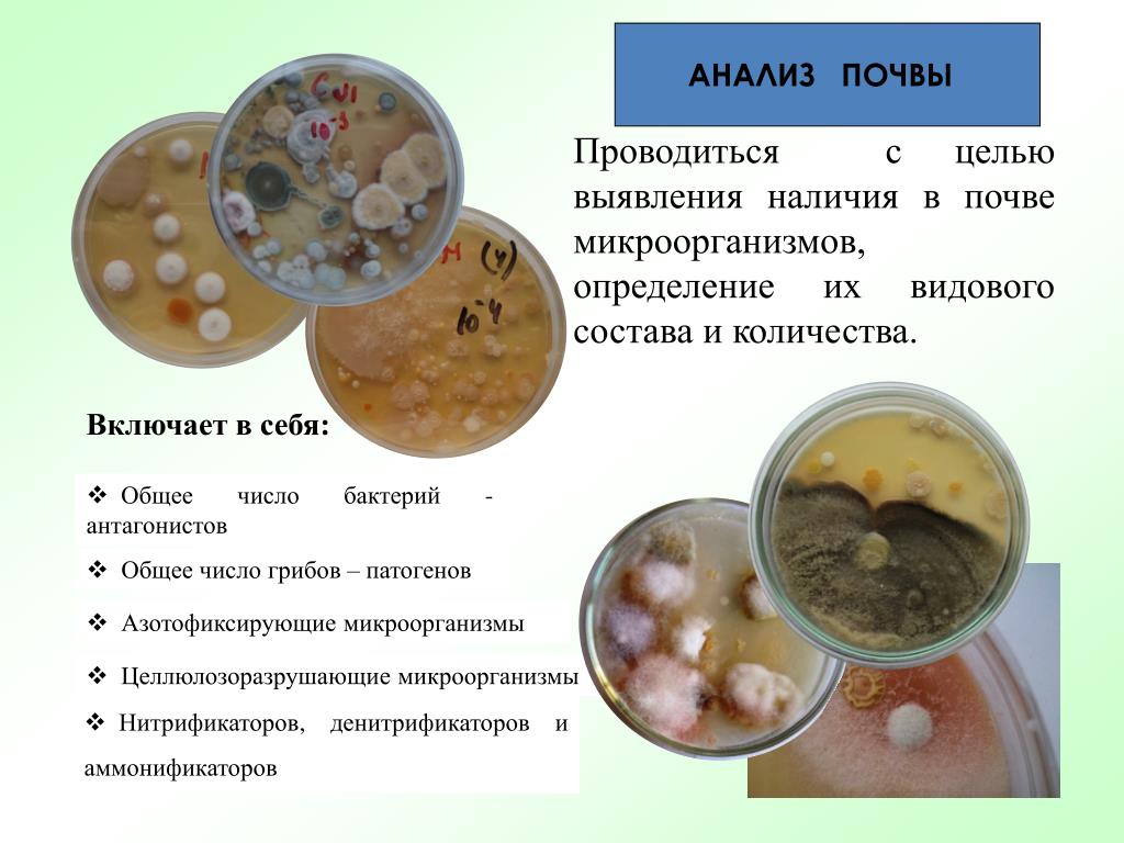 Инфекции в почве. Микроорганизмы в почве. Исследование микрофлоры почвы. Определение общего количества микроорганизмов в почве. Общее число микроорганизмов в почве.
