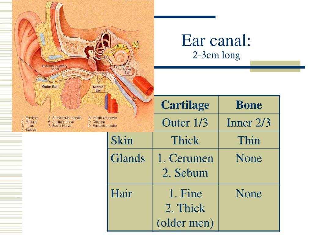 PPT Blocked or painful ears Wax and otitis media PowerPoint