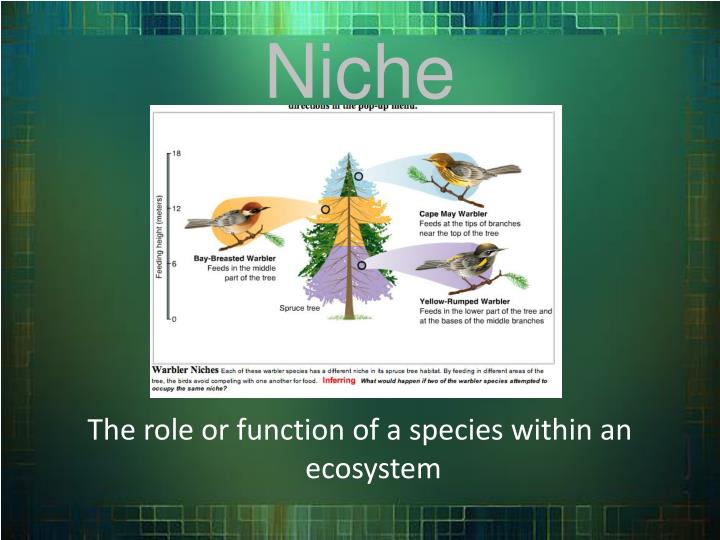 PPT - Ecosystems Vocabulary PowerPoint Presentation - ID:3258324