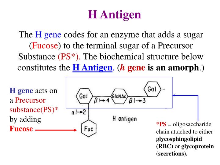 PPT History ABO System Phenotype ABO System Genotype Rh system Other