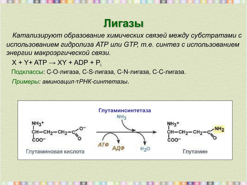 Ферменты катализирующие синтез. АТФ лигаза. Лигазы синтетазы. Примеры реакции лигаза ферментов. Лигаза фермент функции.